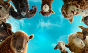 Вівці-детективи